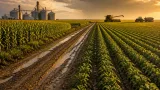 Argentina sería el único gran productor que mejora soja y maíz por El Niño, según S&P y EcoGo