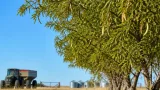 El INTA identifica al algarrobo blanco como fuente forrajera con hasta 82 kg/ha de chauchas